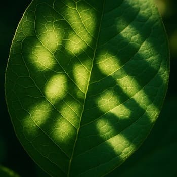 Divara yönəlmiş yumşaq işıq və kölgə yaradan bitki silueti