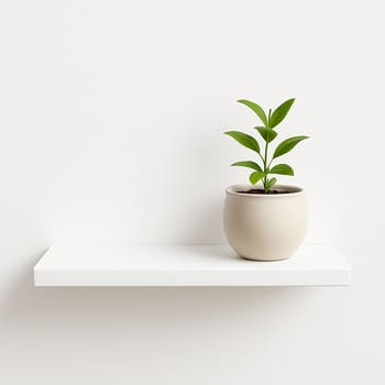 Kiçik mənzildə dar rəf üçün yığcam dekor və bitki seti